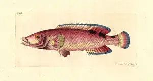 Cuckoo wrasse, Labrus mixtus