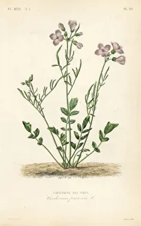 Pres Gallery: Cuckooflower, Cardamine pratensis