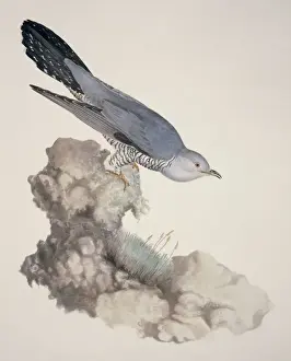 Cuculus Prints: Cuculus canorus, common cuckoo