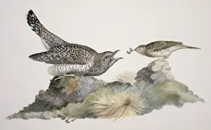 Cuculus Prints: Cuculus canorus, common cuckoo, Anthus pratensis, meadow pip