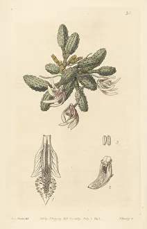 Epiphytic Prints: Cucumber orchid, Dendrobium cucumerinum