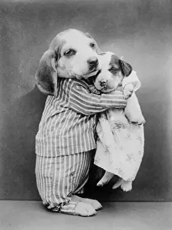 Cuddling Puppies