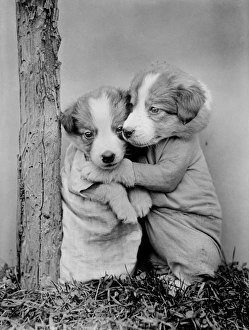 Images Dated 2nd April 2012: Cuddling Puppies