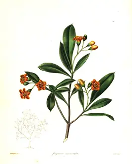 Cudjoe wood, Bonellia macrocarpa
