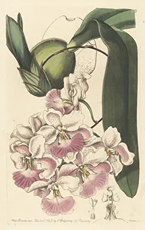 Cuitlauzina pendula orchid