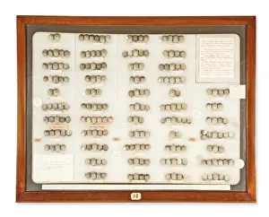 Parasite Prints: Cukoo and host eggs