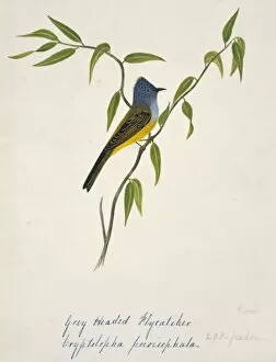 Fringillidae Collection: Culicicapa ceylonensis, grey-headed canary-flycatcher