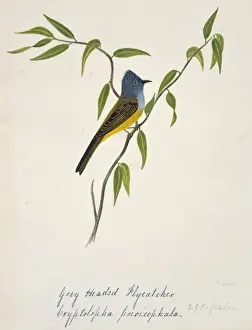 Fly Catcher Prints: Culicicapa ceylonensis, grey-headed canary-flycatcher