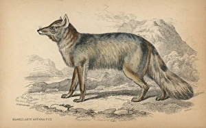 Culpeo, Lycalopex culpaeus Culpeo, Lycalopex culpaeus