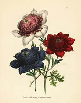 Botanist Collection: Cultivated double varieties of poppy anemone