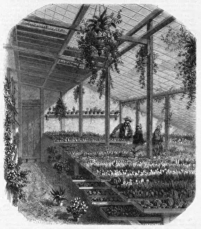 Hothouse Prints: Cultivating cacti, Paris 1857