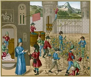 Vineyards Prints: Cultivating Wine