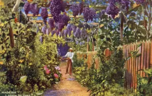 Grapevine Prints: Cultivation of grapes, Madeira