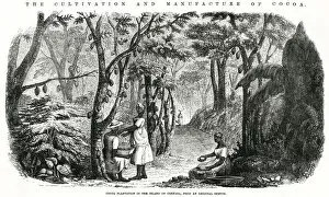 Cultivation and manufacture of cocoa 1855