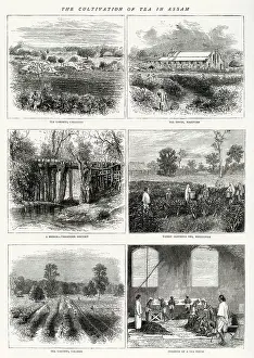 Beverage Prints: The cultivation of tea in Assam, India