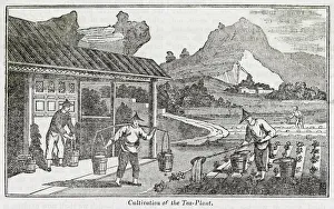 Watering Gallery: Cultivation of the tea plant, China