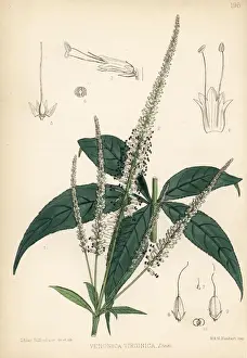 Root Prints: Culvers root or blackroot, Veronicastrum virginicum