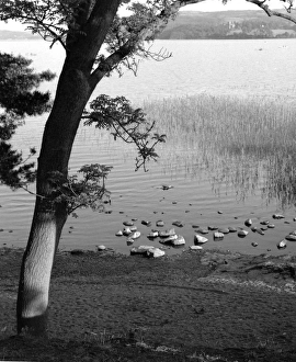 Images Dated 17th February 2016: Cumbria, Lake District, Bassenthwaite, lakeside - tree by a