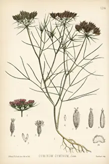 Cumin Prints: Cumin, Cuminum cyminum