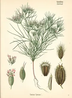 Cumin, Cuminum cyminum