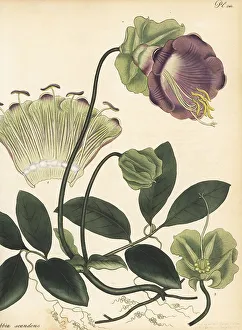 Henry Andrews Prints: Cup-and-saucer vine, Cobaea scandens