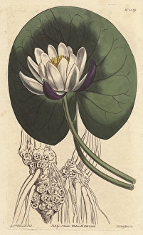 Lily Gallery: Cup-flowered water lily with large white flower