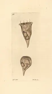 Thenaturalistsmiscellany Prints: Cup vorticella, Vorticella cyathus, ciliate protozoan