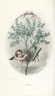 Whimsy Prints: Cupid hiding in a myrtle bush, Myrtus communis