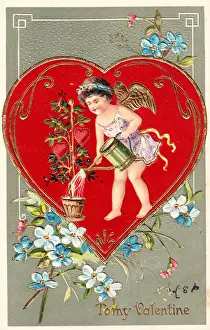 Cupid watering red hearts on a Valentine postcard