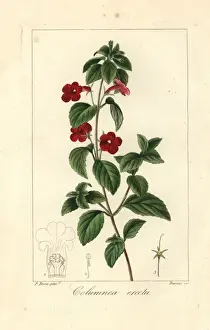 Mordantdelaunay Prints: Cupids bower, Achimenes erecta