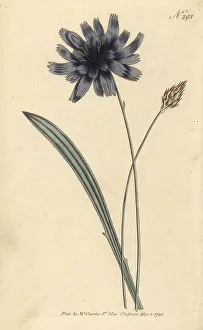 Stephen Couchman Prints: Cupid's dart, Catananche caerulea