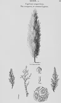 Polypodiophyta Prints: Cupressus sempervirens, Italian cypress
