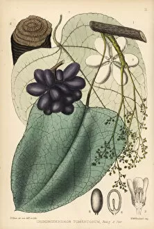 Medicinal Collection: Curare, Chondrodendron tomentosum