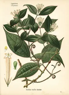 Adolph Prints: Curare, Strychnos toxifera