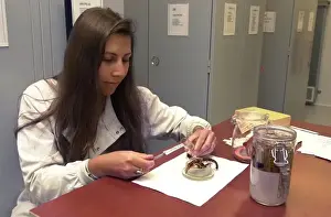 Curator checking specimens