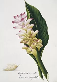 Malabar Collection: Curcuma augustifolia, malabar arrowroot