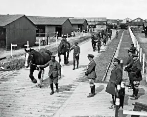 Cured Prints: Cured horses leaving a depot, Western Front, WW1