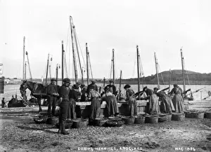 Curing Herrings, Ardglass