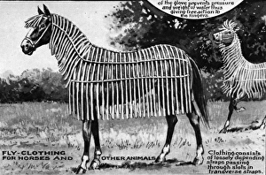 Images Dated 30th March 2004: Curiosities and ingenuities from the Patent Office; Fly clot