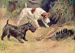 Woods Prints: Curiosity, two terrier dogs inspecting a hole in the woods