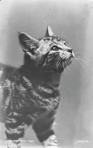 Whiskers Prints: Curious Tabby Kitten