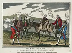 The curious zebra - alive from America! walk in gem men