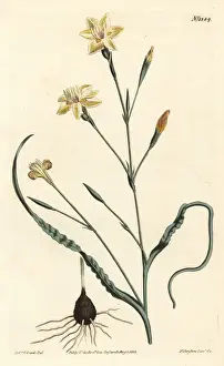 Crispa Prints: Curled leaved moraea, Moraea crispa