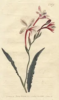 Crispa Prints: Curled-leaved tritonia with crimson and white