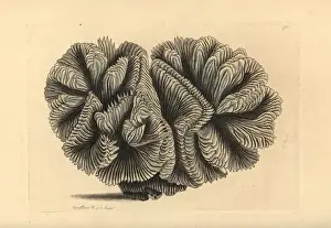 Curled madrepore or crested Indian coral, Madrepora