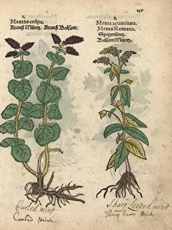 Mint Collection: Curled mint, Mentha spicata, and horse mint