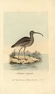 Ornithology Collection: Curlew, Scolopax arquata, Numenius arquata