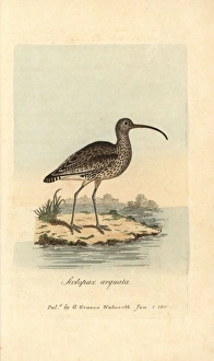 1811 Gallery: Curlew, Scolopax arquata, Numenius arquata