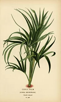 Vulnerable Collection: Curly palm, Howea belmoreana. Vulnerable