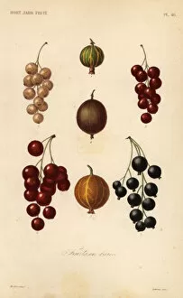 Reveil Collection: Currants and berries, fruits en baies